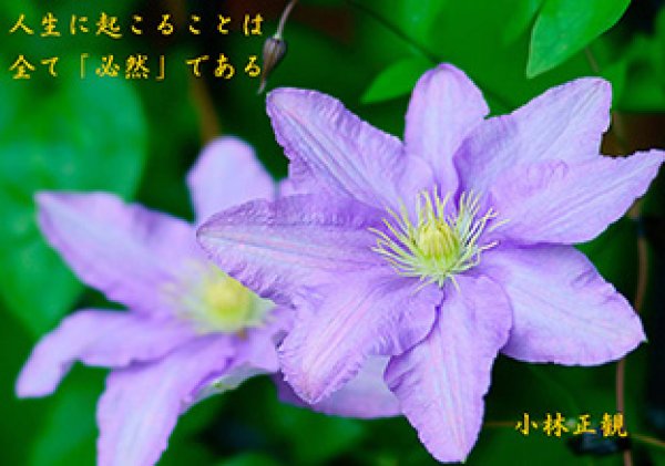 画像6: 小林正観さん言葉はがき集5(令和記念 12枚セット) (6)