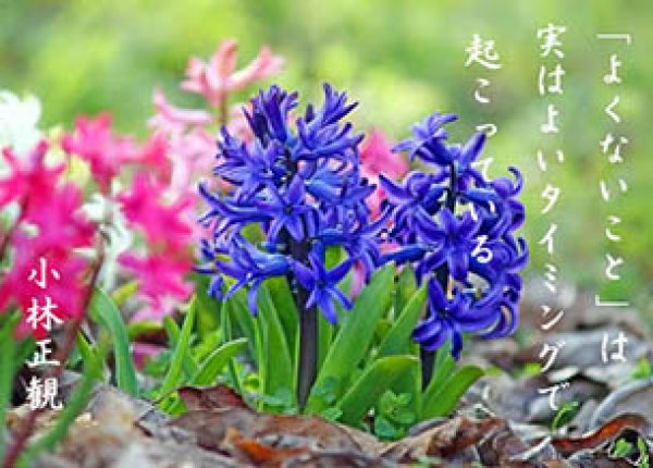 画像2: 小林正観さん言葉はがき集６ (2)