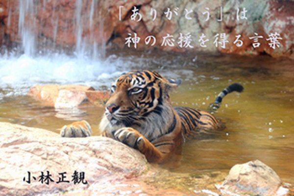 画像14: 小林正観さん言葉はがき集８ (14)