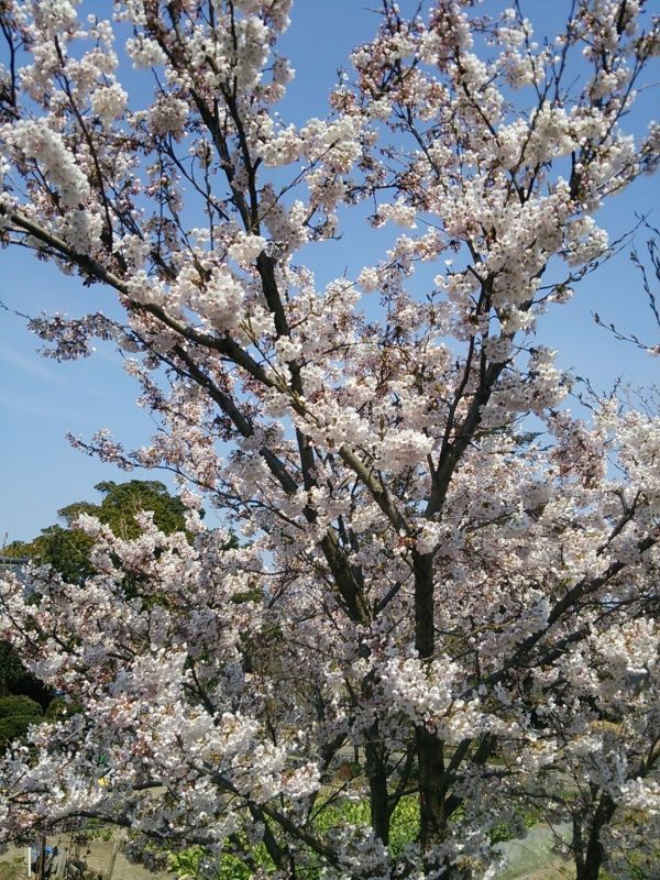 青空に桜満開＠新潟