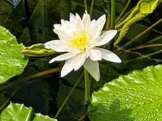 【神人靈媒日記2026.1.8】 〜靈人との対話／故 大下洋子さん〜　より